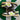 2007 Nike Dunk 6.0 Low Volt Army Olive (US13) - outkits.com