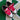 2008 Nike Dunk Low 6.0 White Berry (US5.5 - 7wmns) - outkits.com