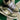 2002 Nike Dunk Low Pro B Olive (10.5US) - outkits.com