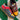 2005 Nike Dunk Low Premium Sertig Pack (US10) - outkits.com