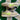 2008 Nike Dunk Low NYX Birch Citron (US12) - outkits.com