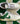 2005 Nike Dunk Low CL Pine Green (US12) - outkits.com
